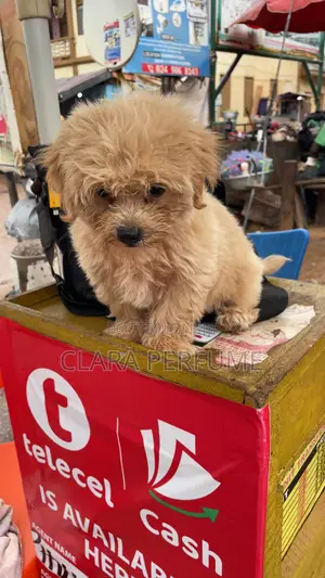 1-3 months Female Purebred Maltese