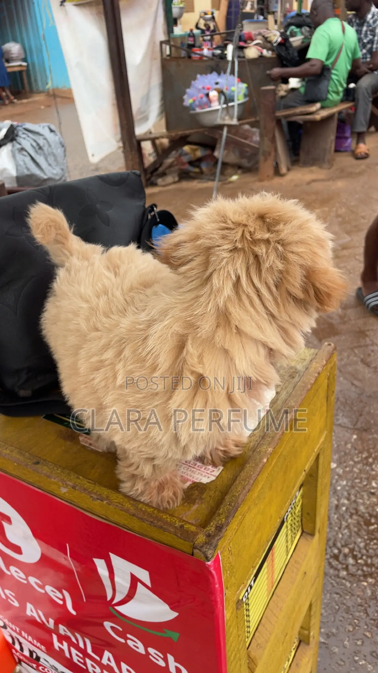 1-3 months Female Purebred Maltese