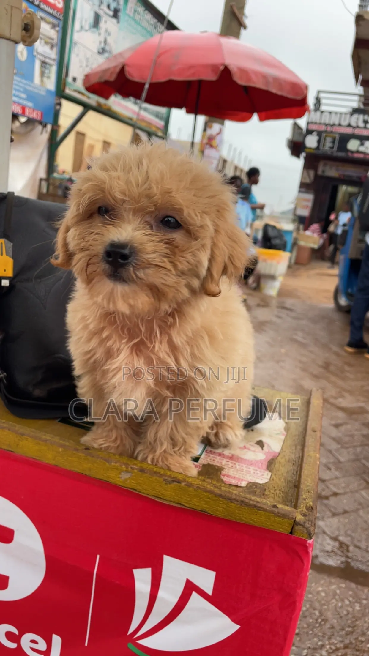 1-3 months Female Purebred Maltese