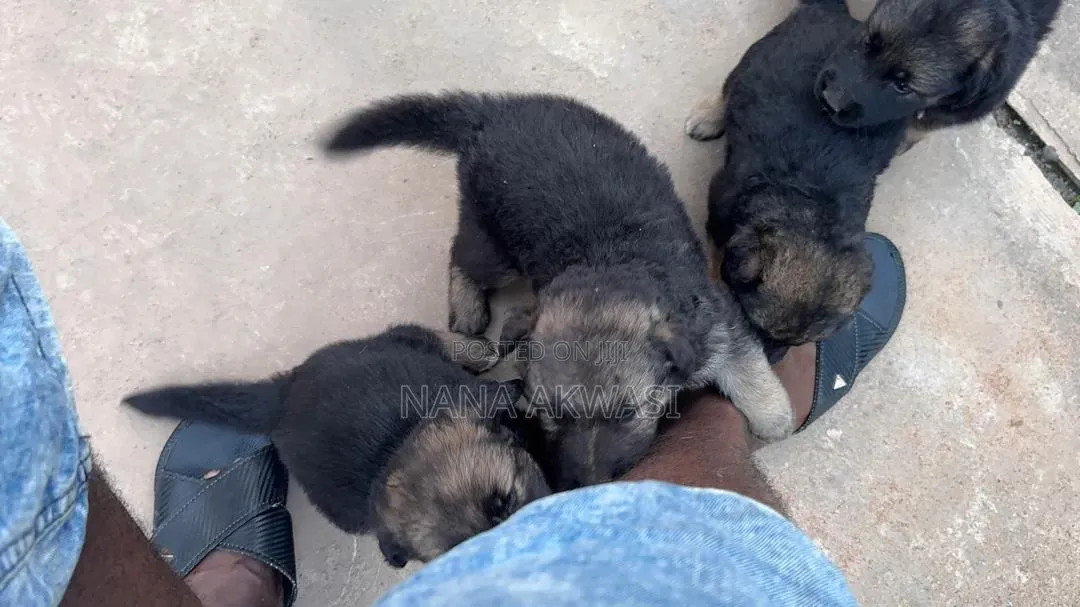 1-3 months Female Purebred German Shepherd