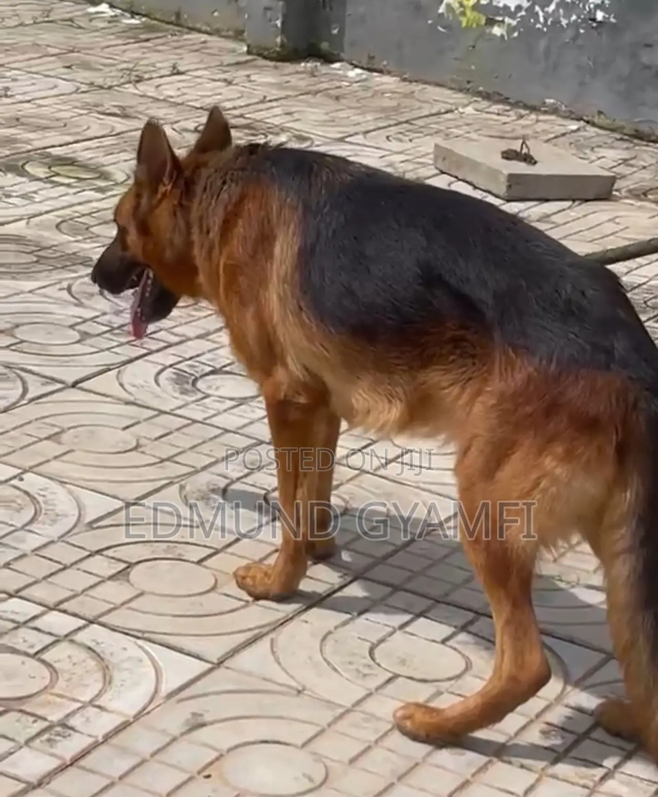 6-12 months Male Purebred German Shepherd