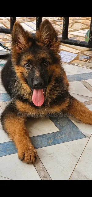 1-3 months Male Purebred German Shepherd