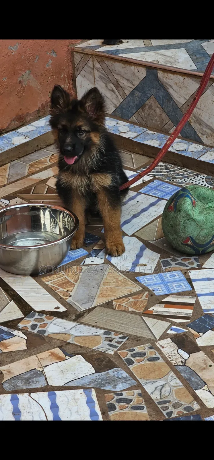 1-3 months Male Purebred German Shepherd