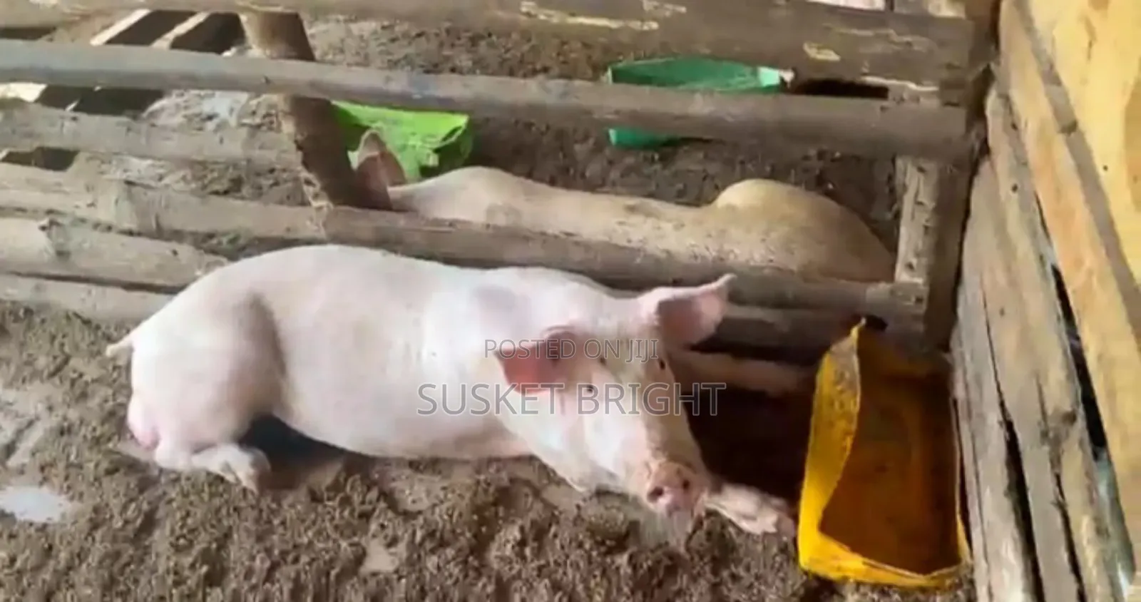 ​"Matured Cross-Breed Pigs Ready for Slaughter"