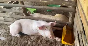 ​"Matured Cross-Breed Pigs Ready for Slaughter"