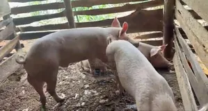 ​"Matured Cross-Breed Pigs Ready for Slaughter"