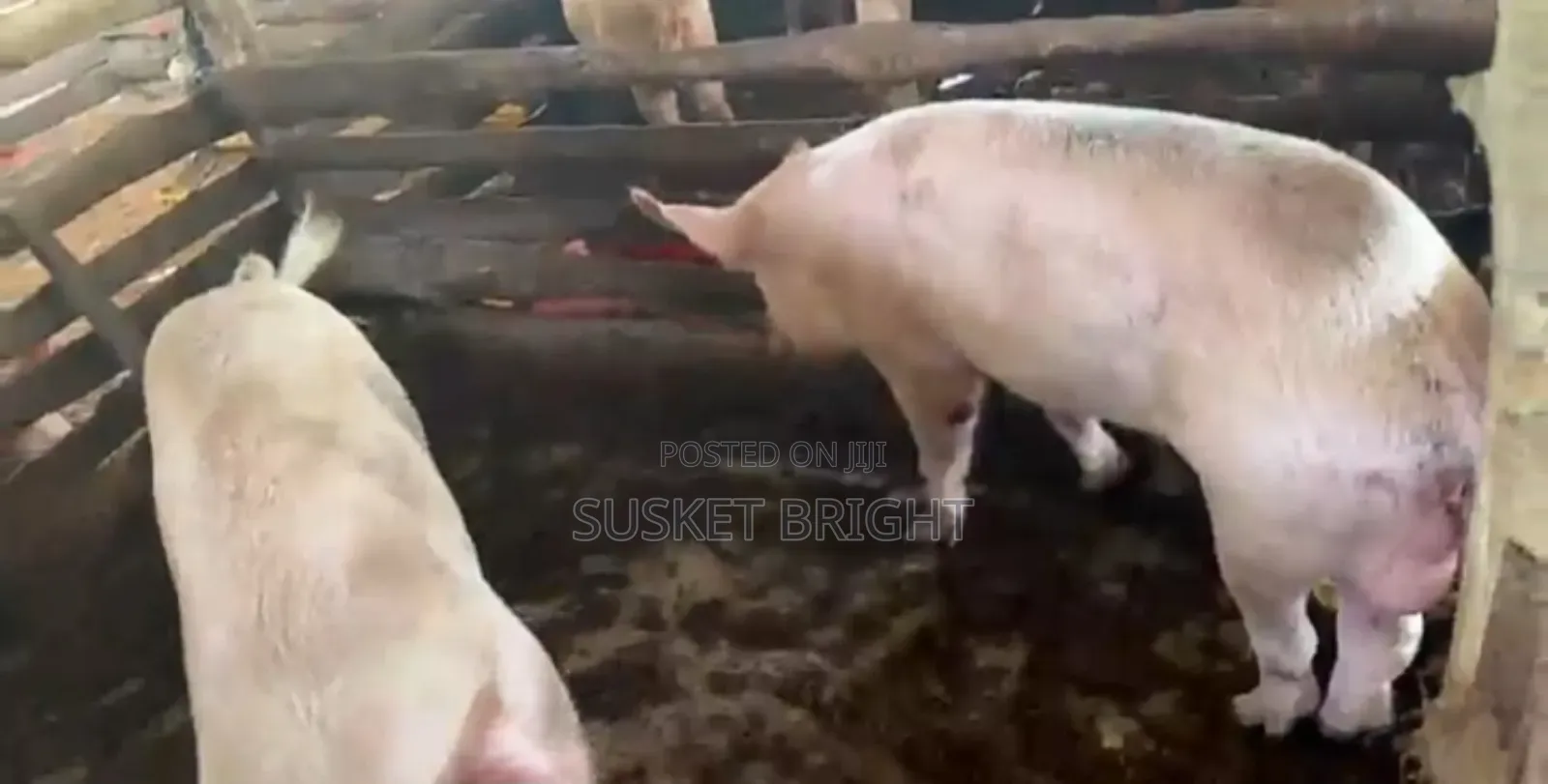 ​"Matured Cross-Breed Pigs Ready for Slaughter"