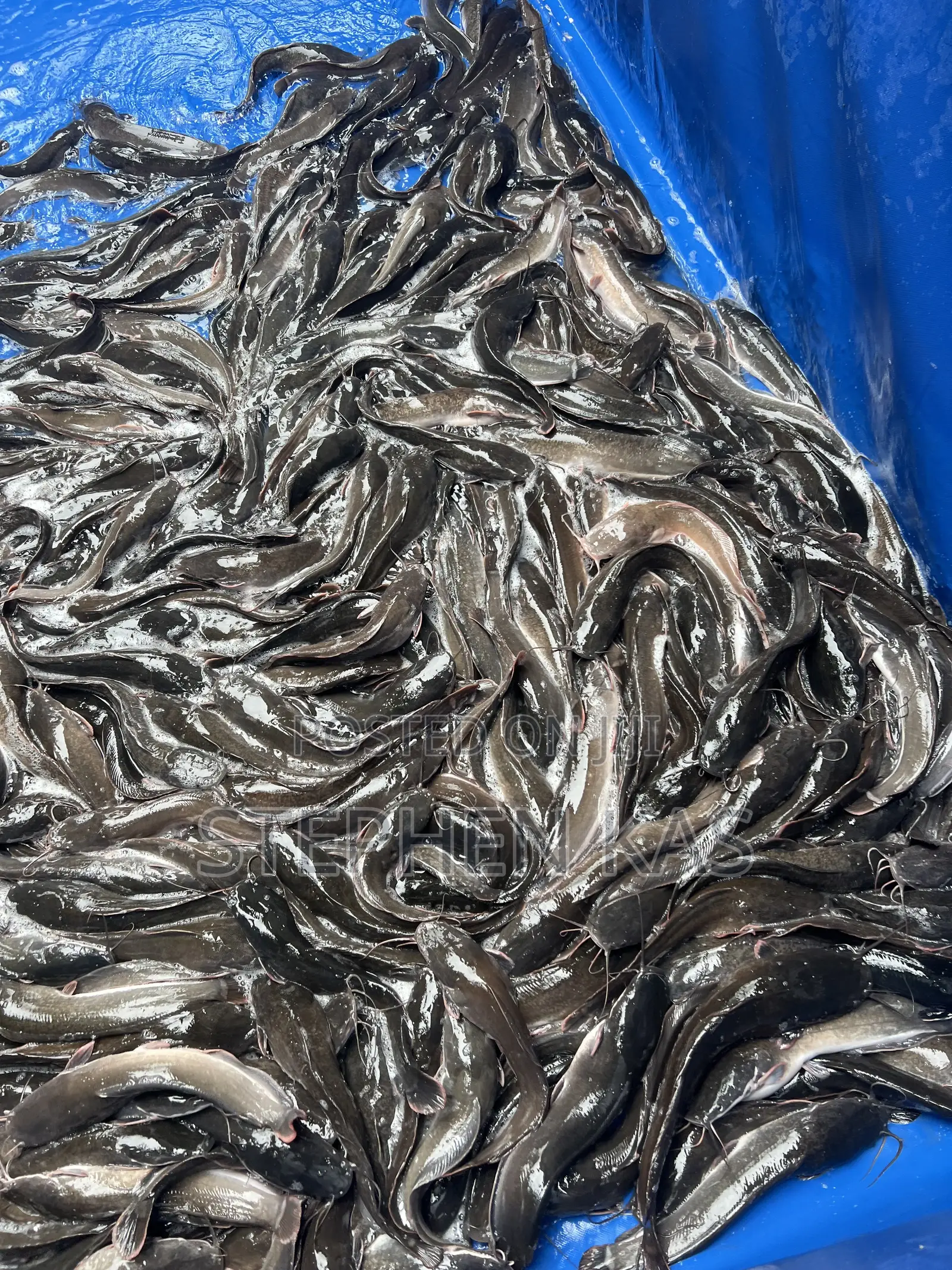 Full Catfish