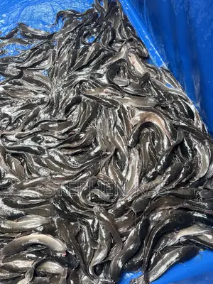 Full Catfish
