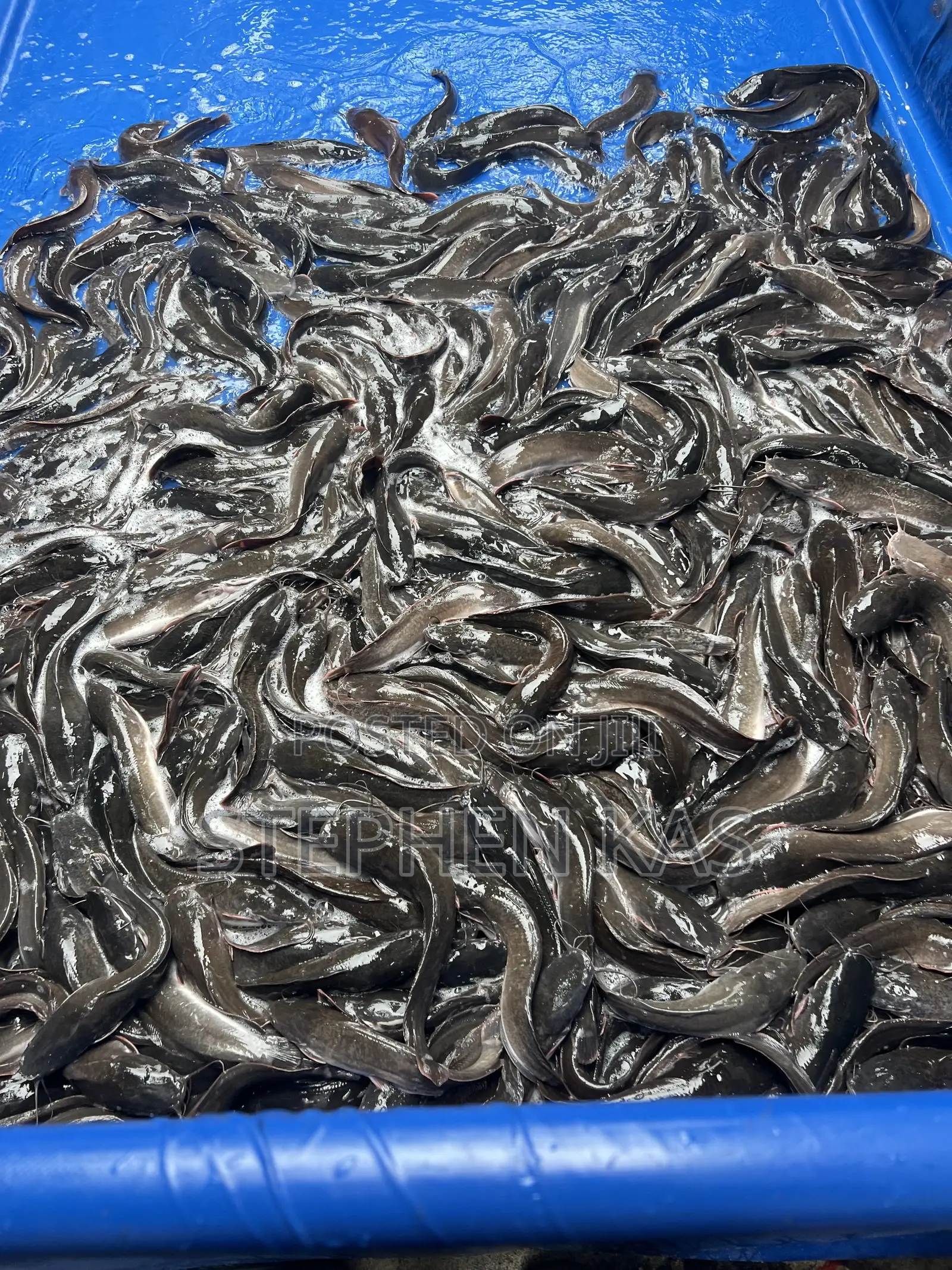 Full Catfish