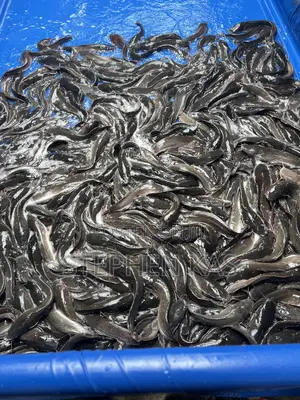 Full Catfish