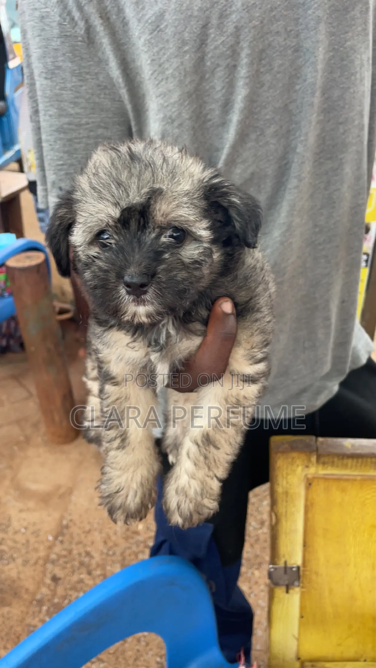 1-3 months Female Purebred Poodle