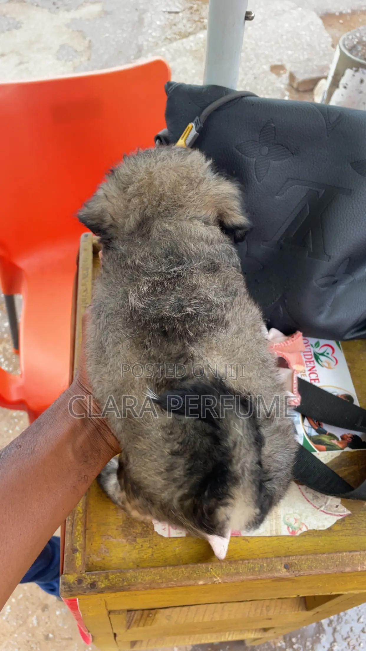 1-3 months Female Purebred Poodle