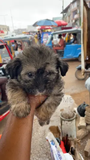 1-3 months Female Purebred Poodle