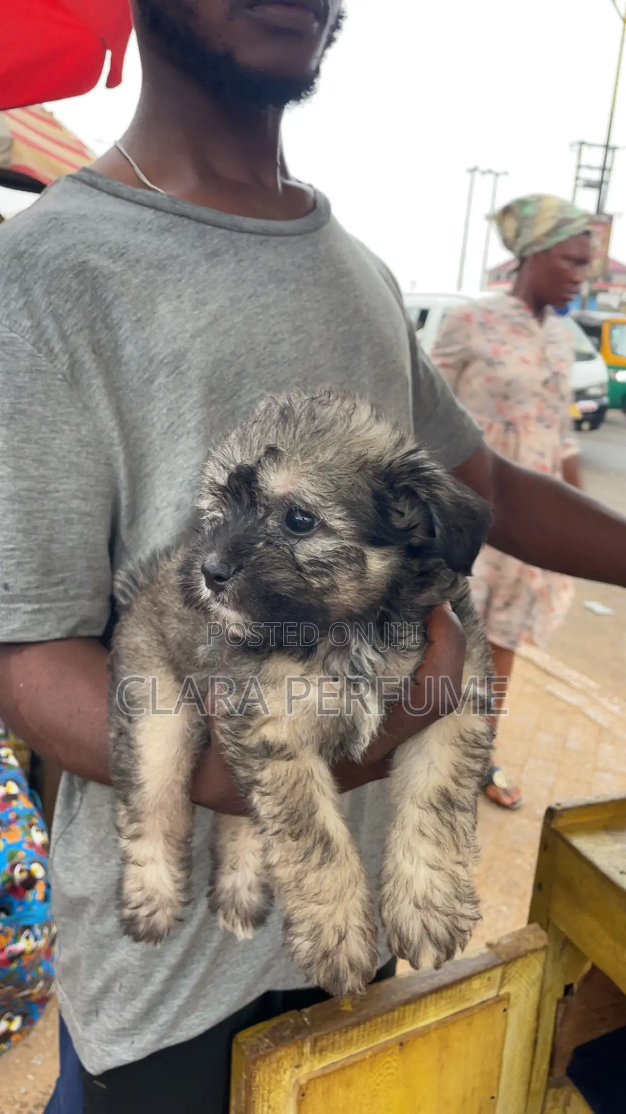 1-3 months Female Purebred Poodle