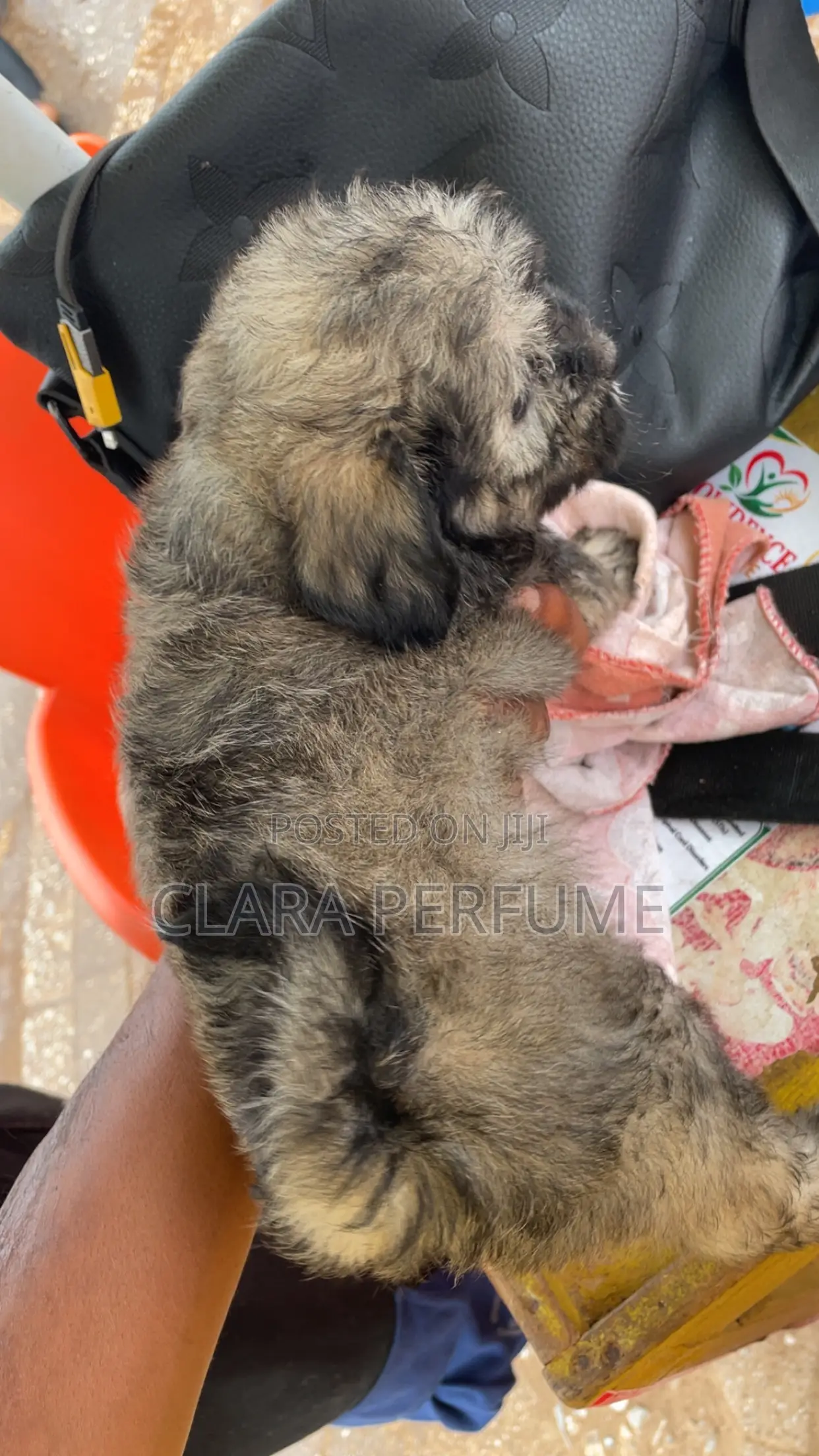 1-3 months Female Purebred Poodle