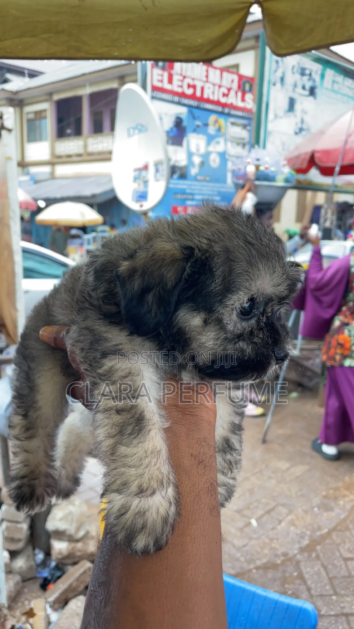 1-3 months Female Purebred Poodle