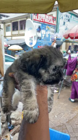1-3 months Female Purebred Poodle