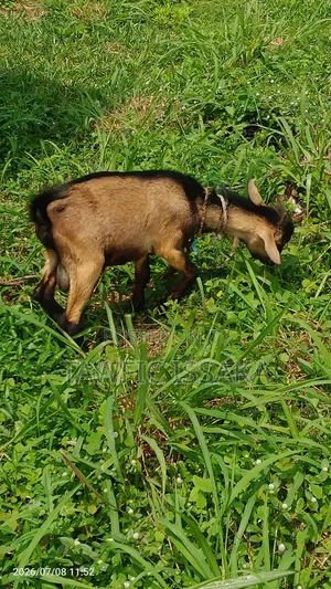 Healthy And Strong Goat For Sell