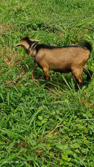 Healthy And Strong Goat For Sell