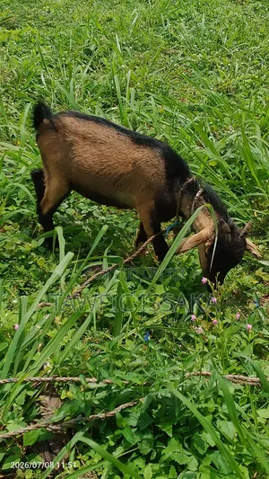 Healthy And Strong Goat For Sell