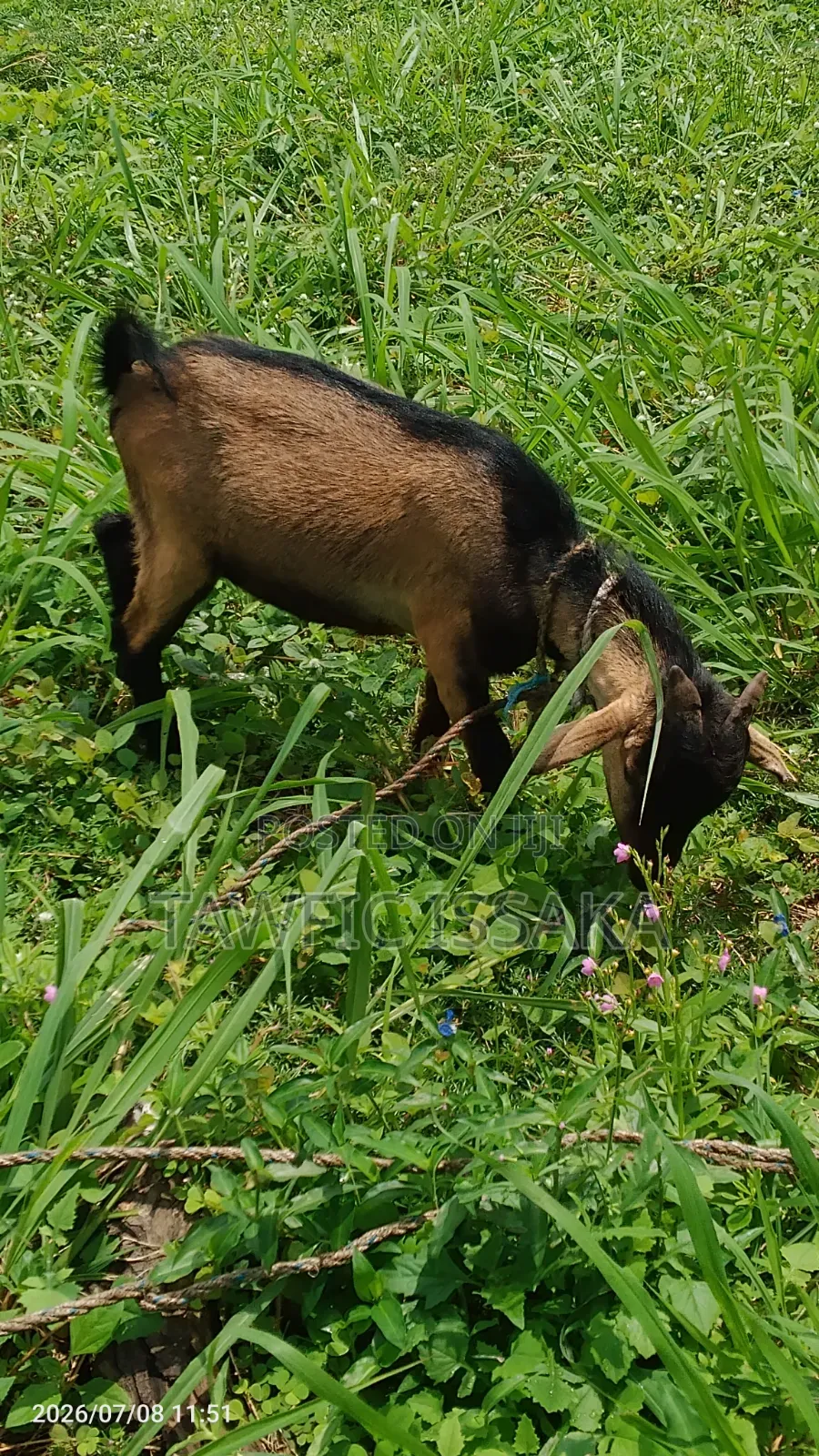Healthy And Strong Goat For Sell