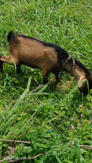 Healthy And Strong Goat For Sell