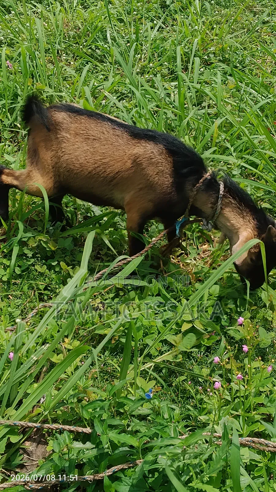 Healthy And Strong Goat For Sell