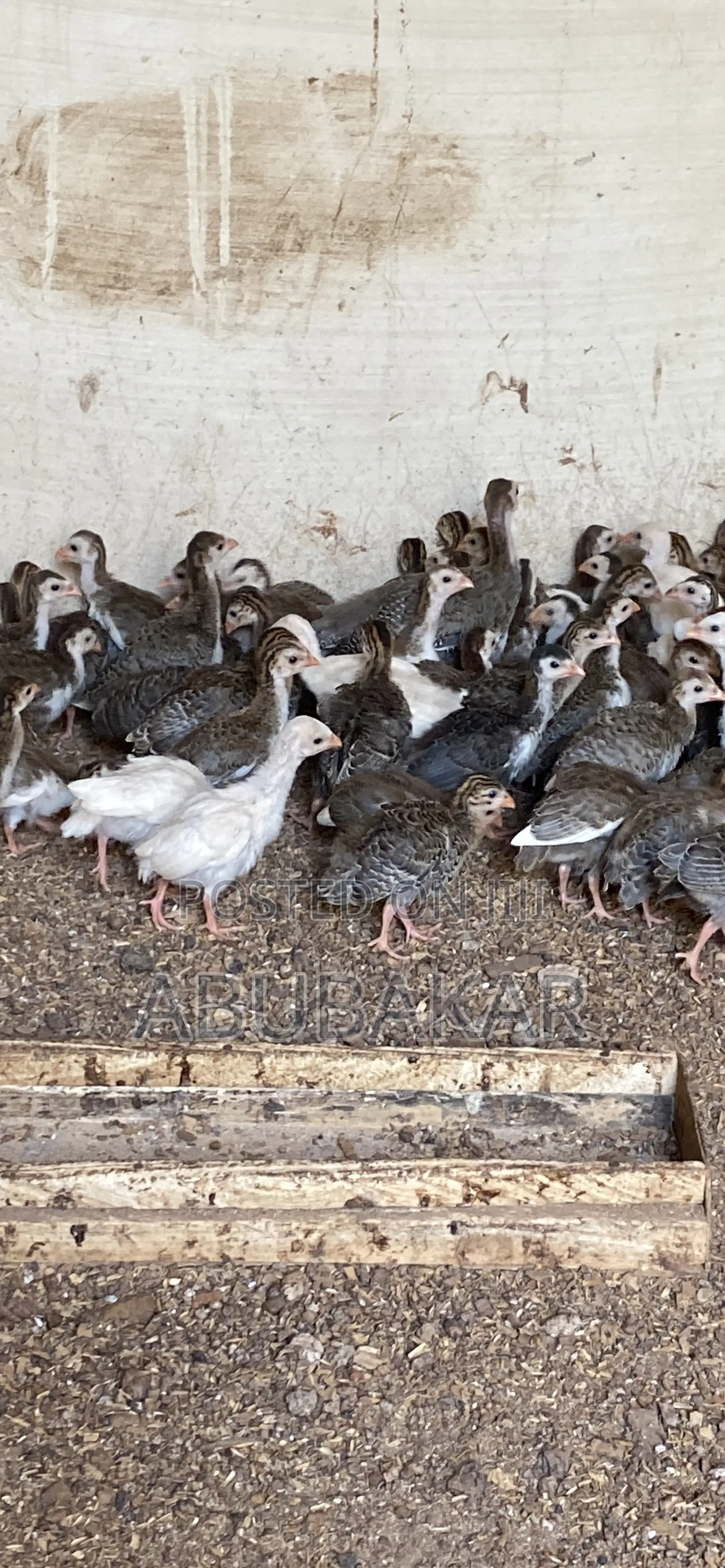 Healthy and Active Guinea Keets for Sale