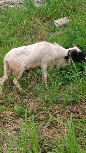 Healthy and Strong Ram for Sell