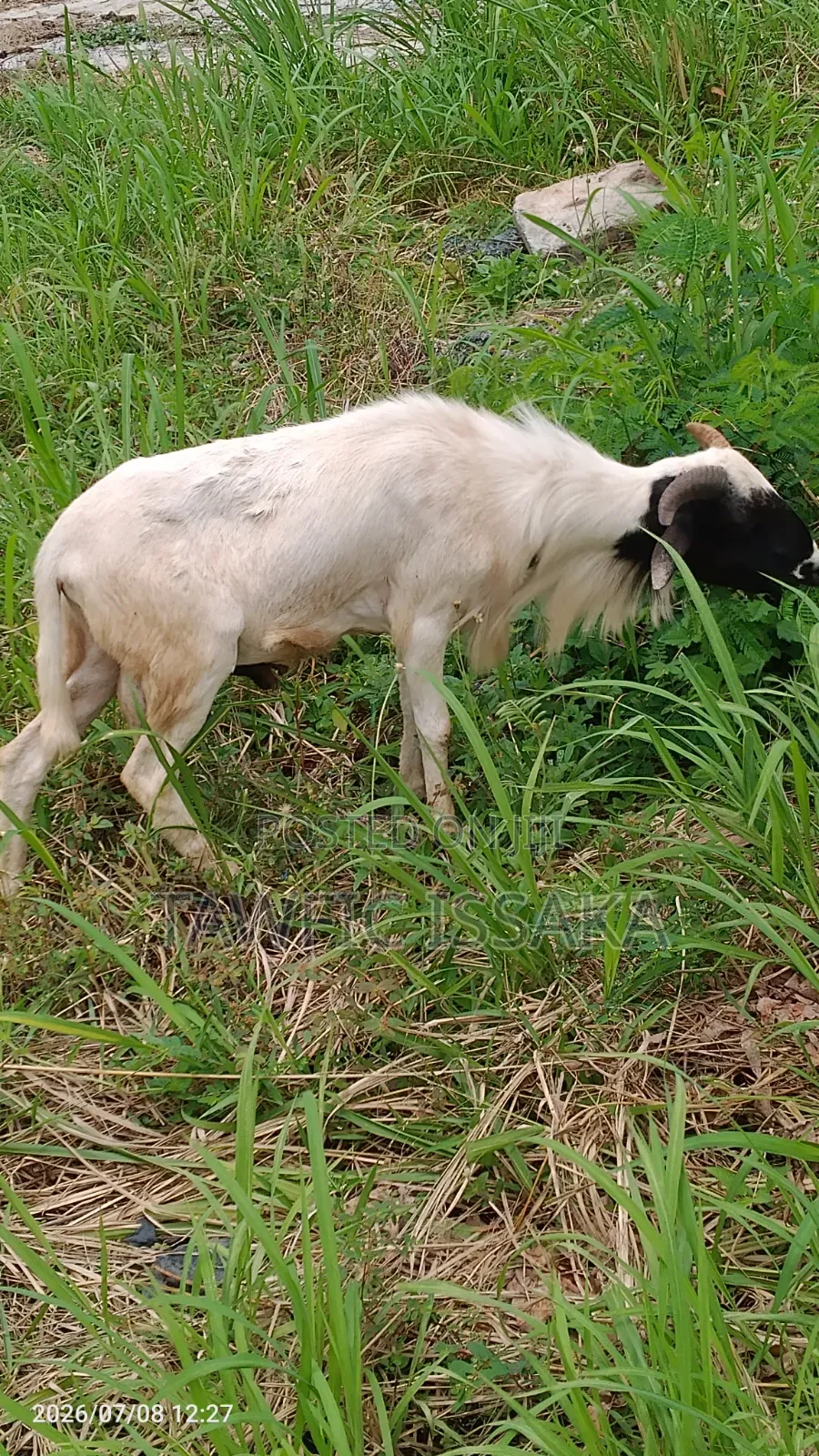 Healthy and Strong Ram for Sell