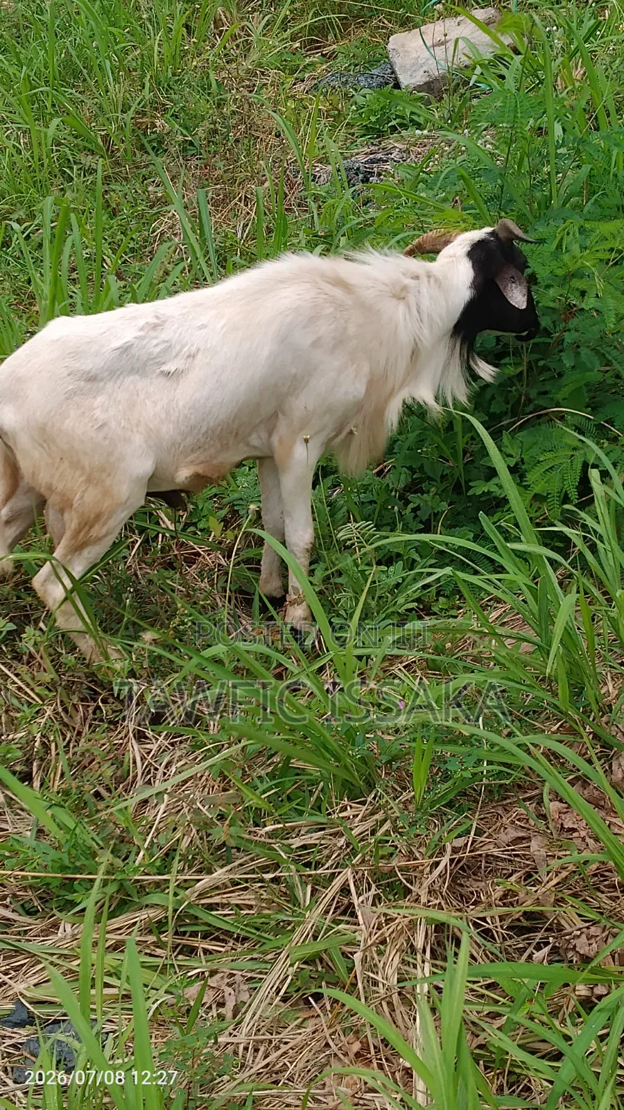 Healthy and Strong Ram for Sell