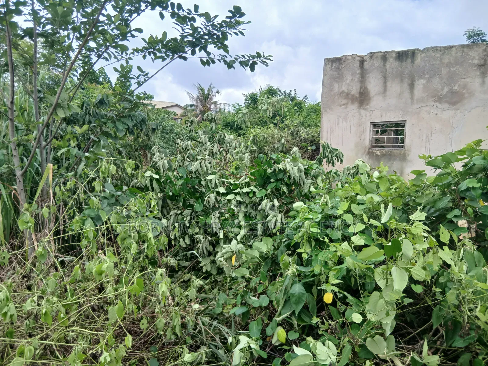 Adarko Jachie Full Plot of Land