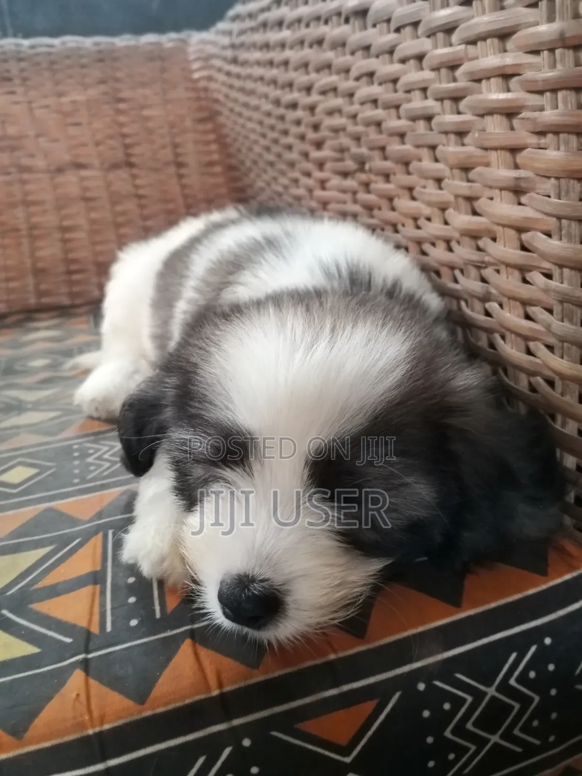 1-3 months Female Purebred Maltipoo