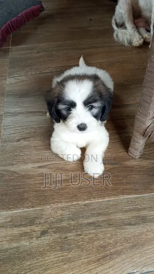 1-3 months Female Purebred Maltipoo