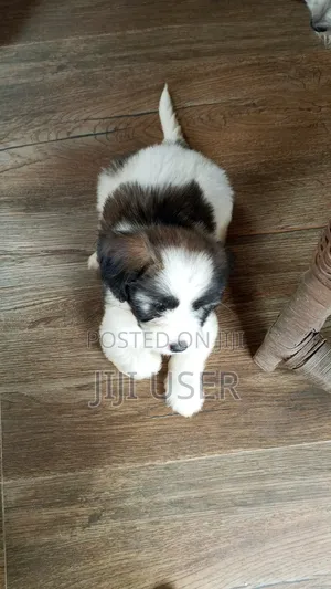1-3 months Female Purebred Maltipoo