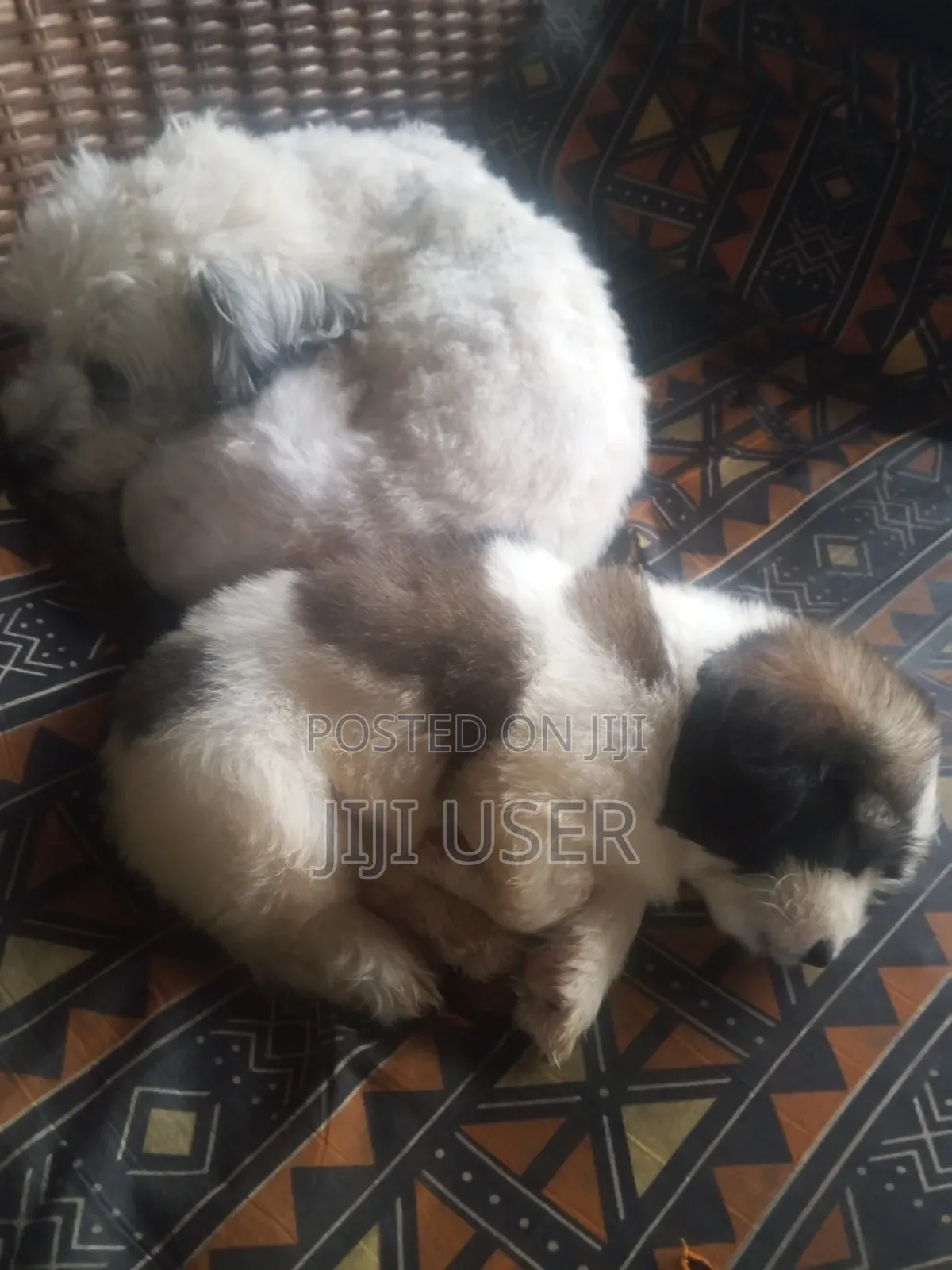 1-3 months Female Purebred Maltipoo