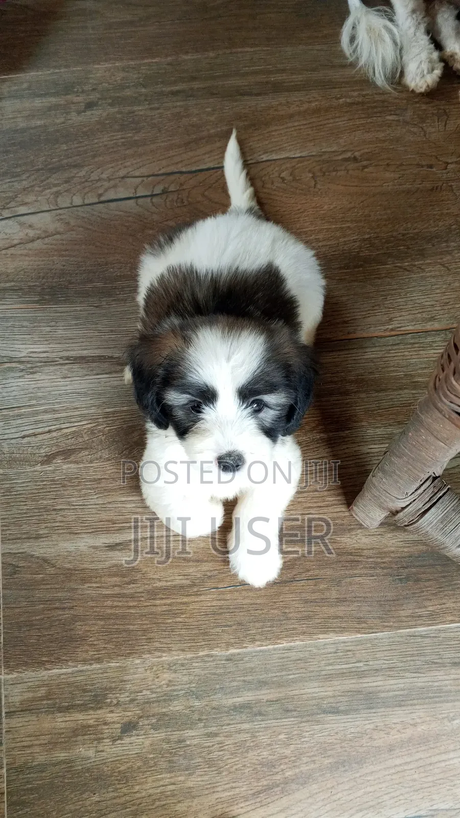1-3 months Female Purebred Maltipoo