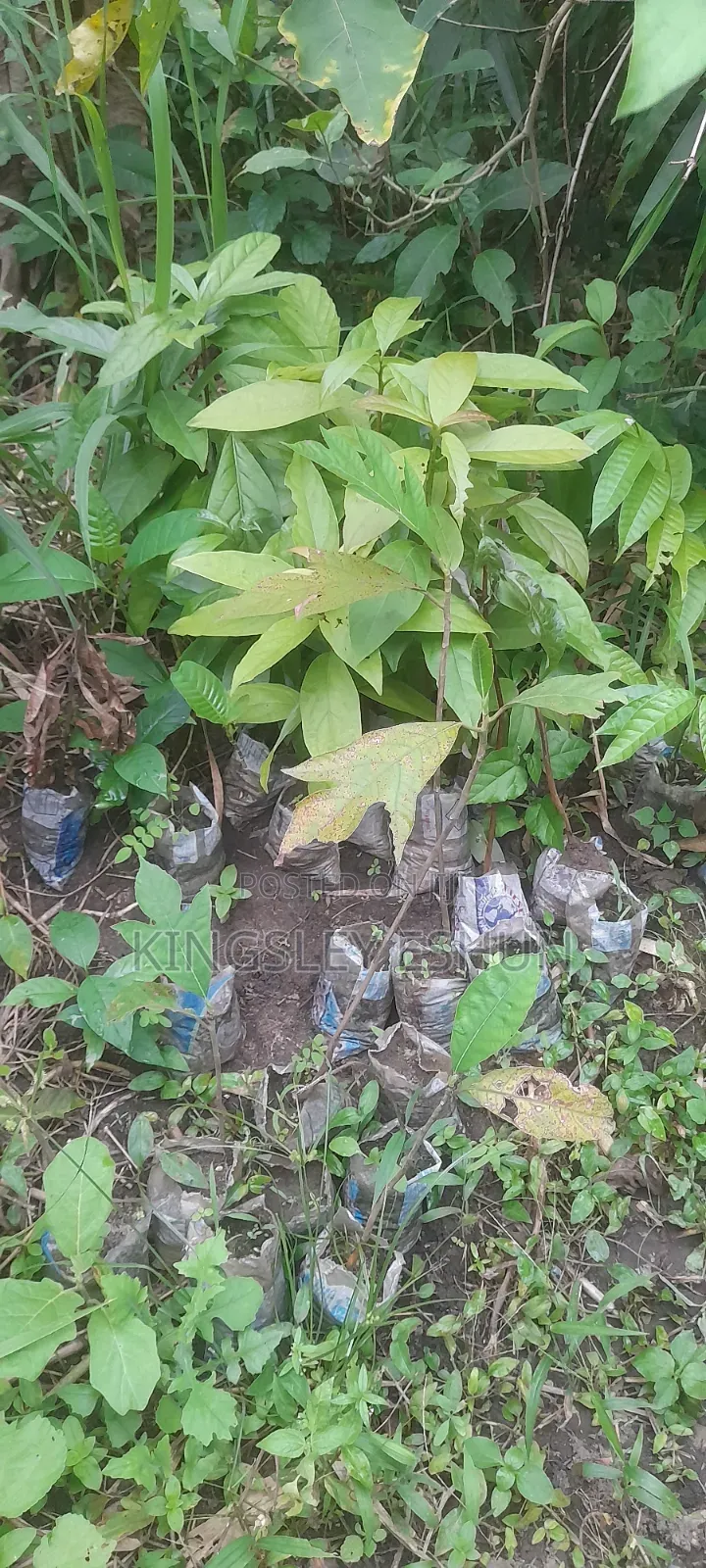 Avocado Seedlings