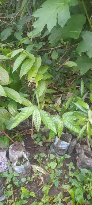 Avocado Seedlings