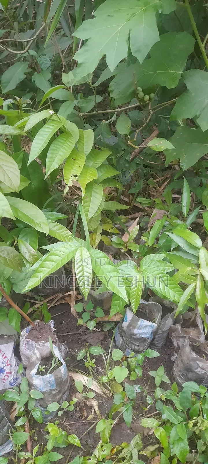 Avocado Seedlings