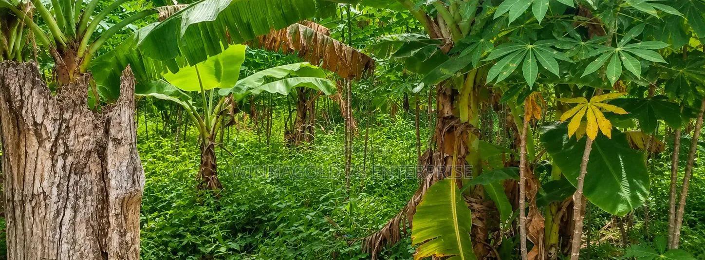 A Roadside Land for Sale at Tuska - Akosombo Opposite Akamuman SHS