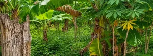 A Roadside Land for Sale at Tuska - Akosombo Opposite Akamuman SHS