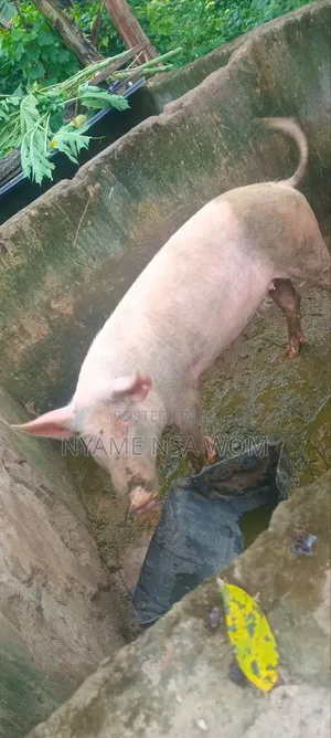 Farm Animals