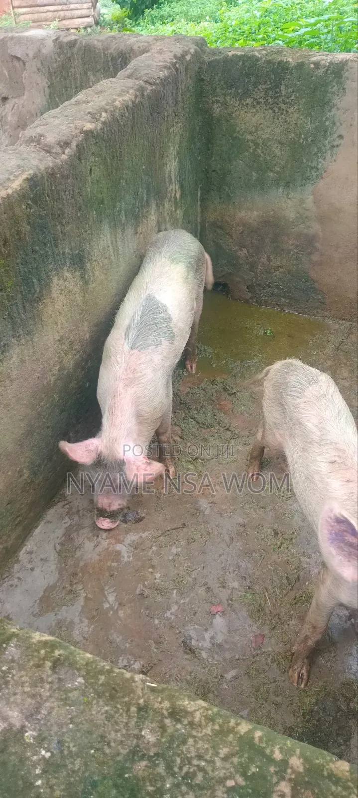 Farm Animals