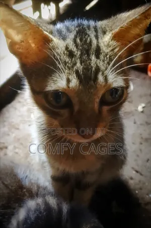 1-3 months Female Mixed Breed Cat