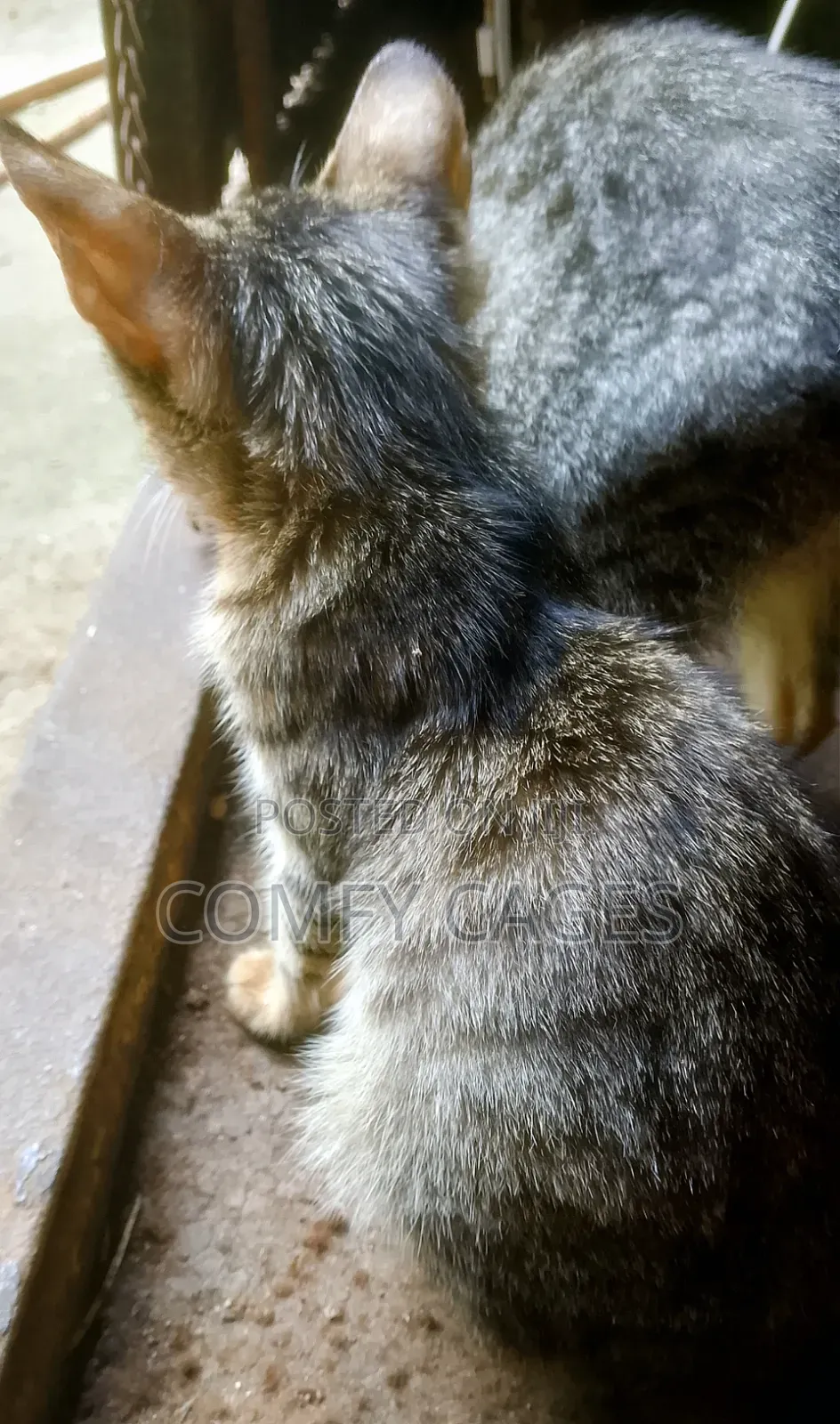 1-3 months Female Mixed Breed Cat