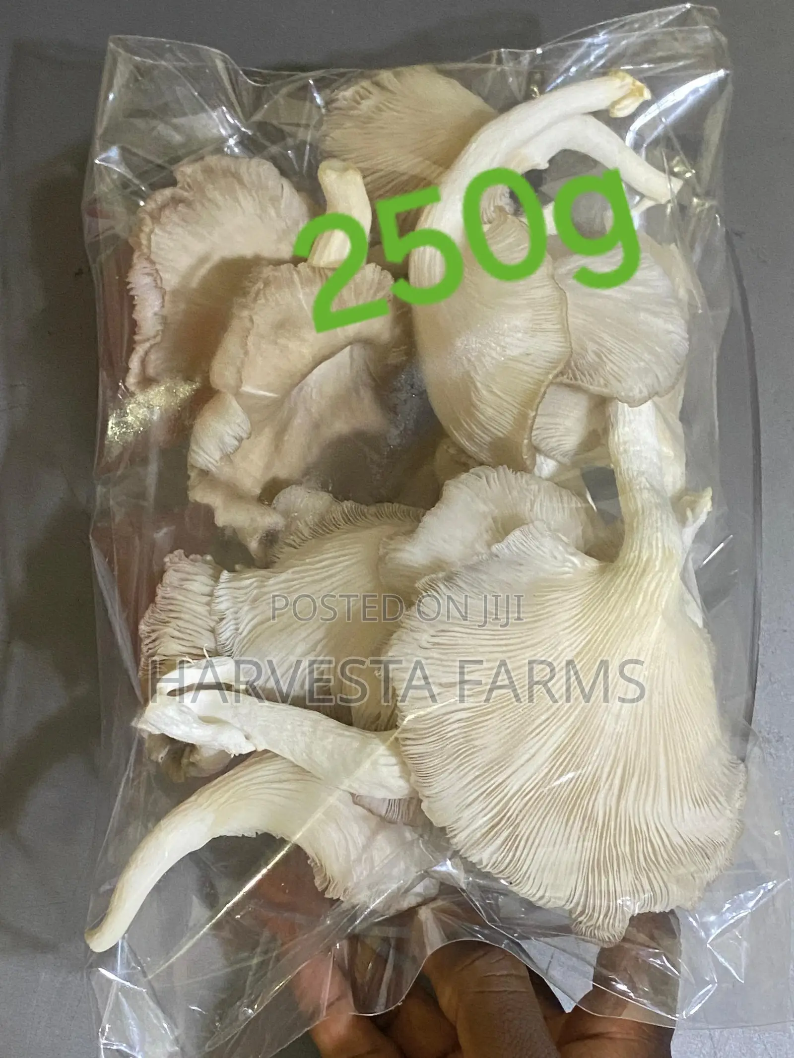 Fresh Oyster Mushrooms