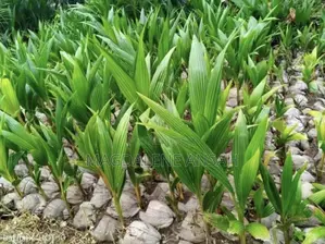 Agricultural Seedlings(Coconut)