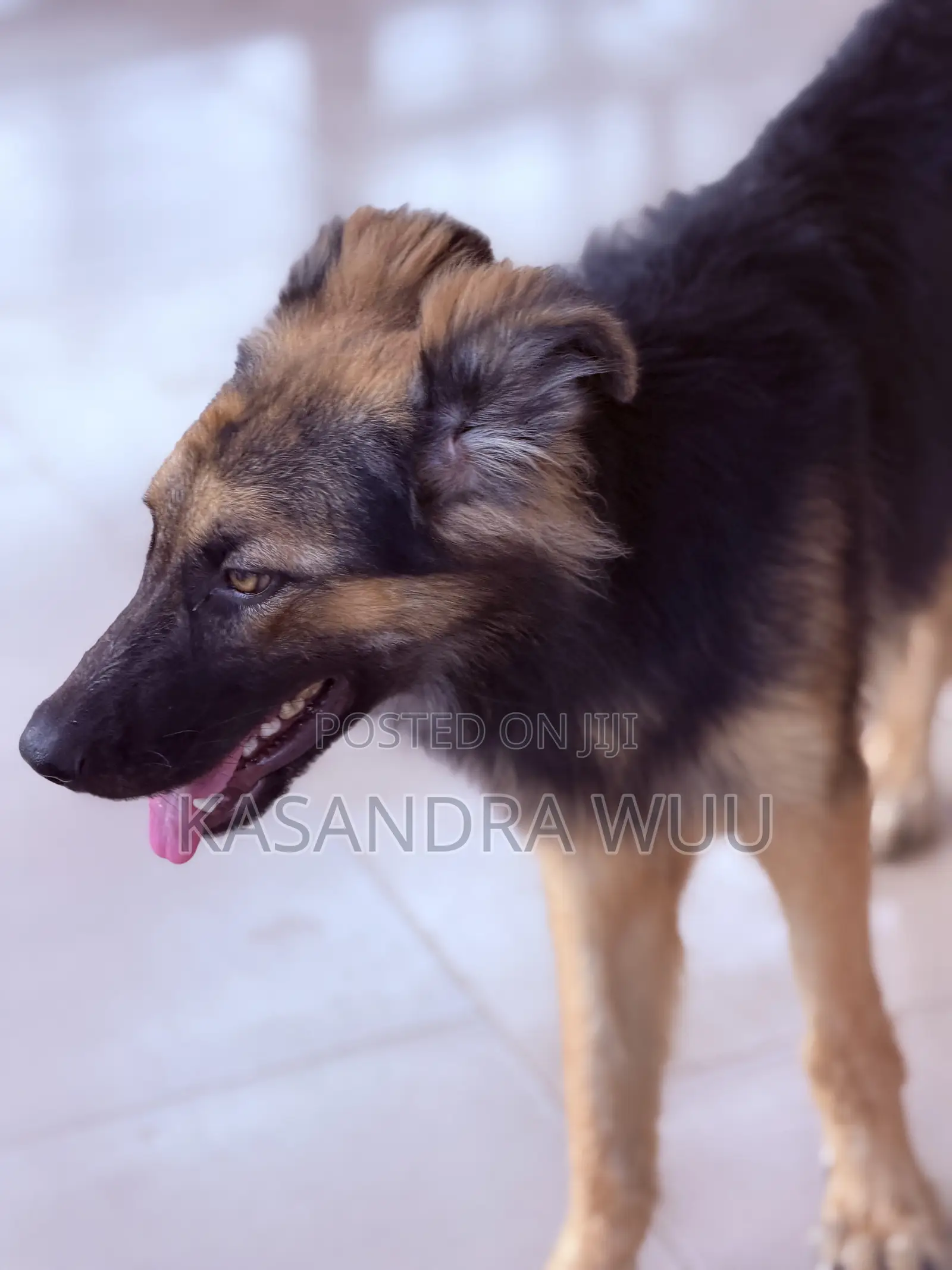 3-6 months Female Purebred German Shepherd